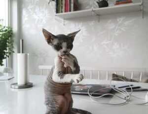 best graphic design courses gfxtek