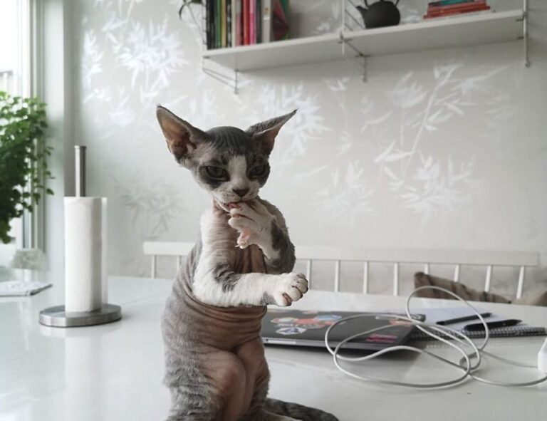 best graphic design courses gfxtek