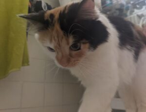 download mozillod5.2f5