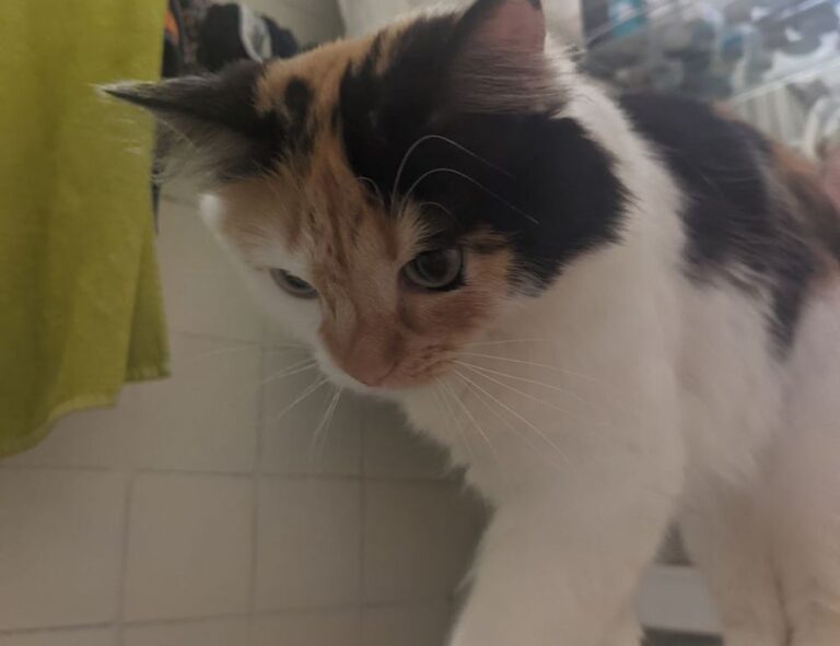 download mozillod5.2f5