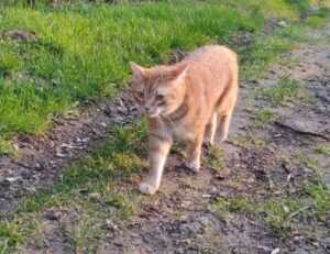 graphic design with ai gfxtek