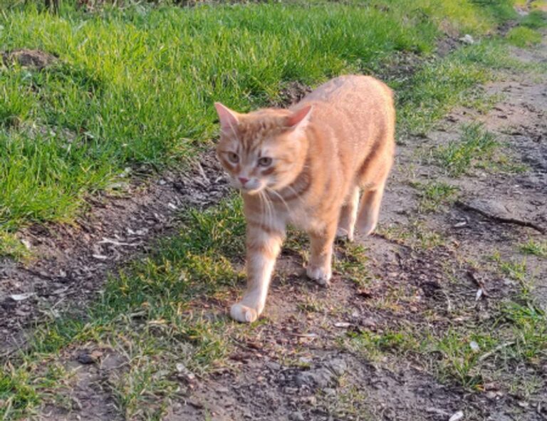 graphic design with ai gfxtek