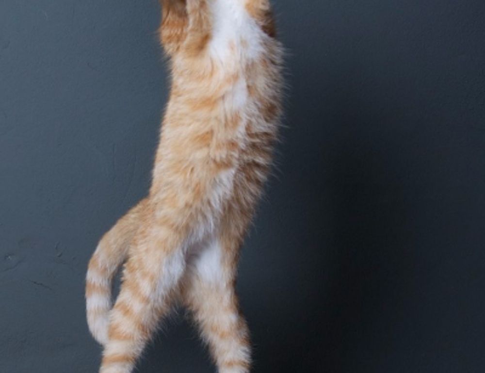 how endbugflow software can be protected