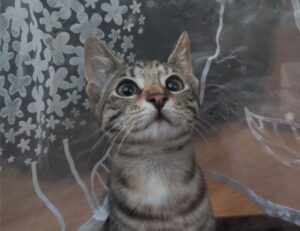 how to open feduspray