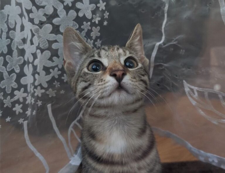 how to open feduspray