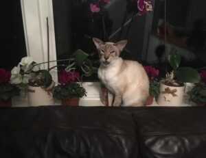 how to use uhoebeans software