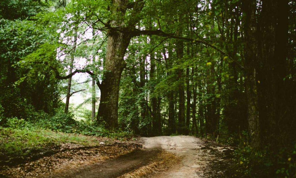 java software wbsoftwarement