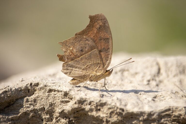 latest mobile app news gmrrcomputer