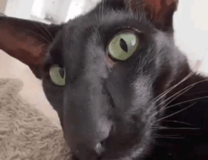 latest tech news scookietech