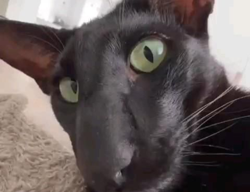 latest tech news scookietech