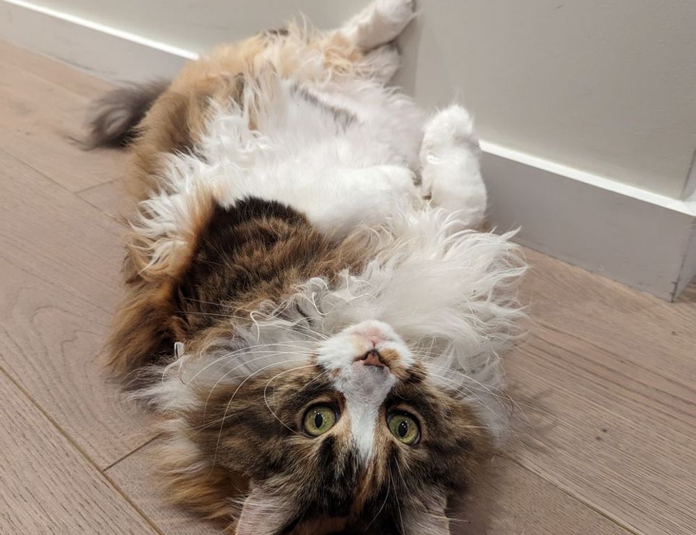 latest tech scookietech