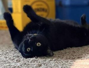 latest tech updates scookietech