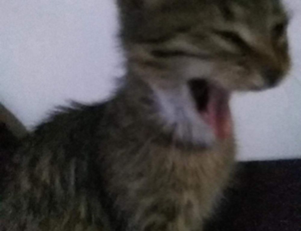 new software name llusyep