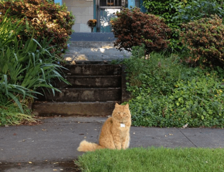 new technology trends roartechmental