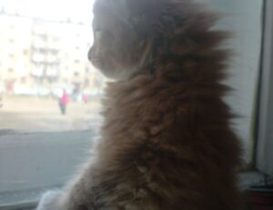 python sdk25.5a burn lag