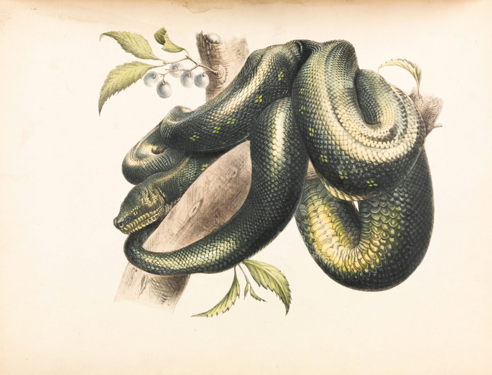 Top Python Libraries for Building Machine Learning Models - biszoxtall.com