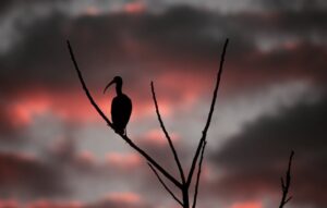 resource-optimization-1