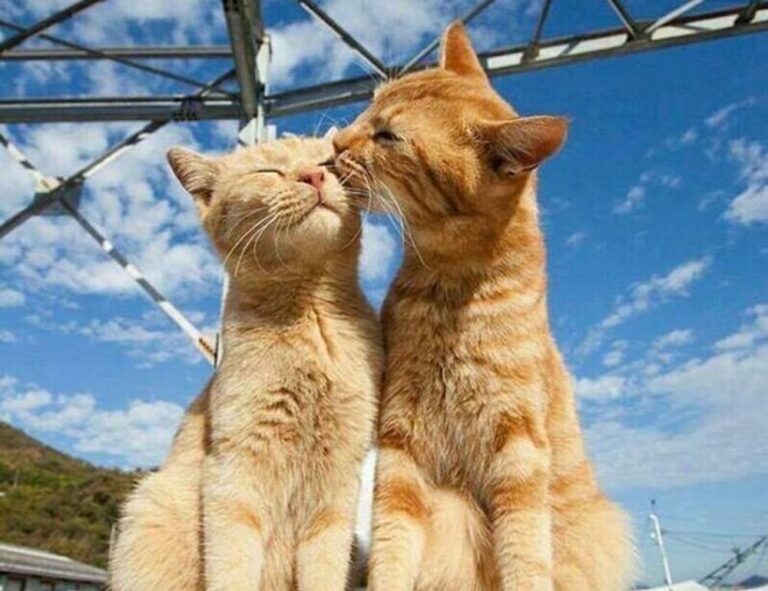 software automation wbsoftwarement