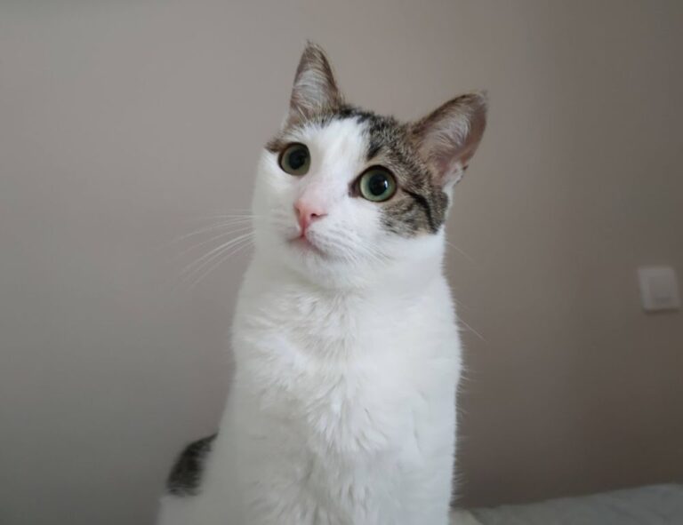 software hcs 411gits updated