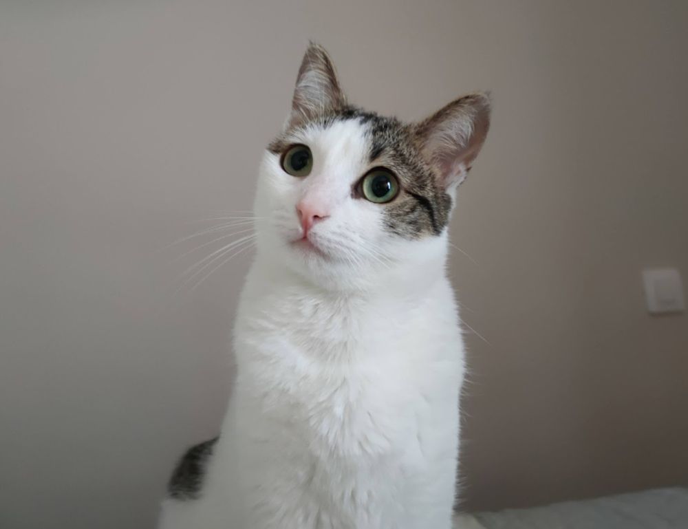 software hcs 411gits updated