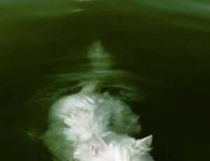 top tech news scookietech