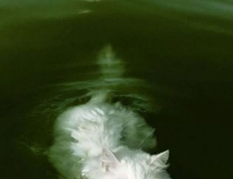 top tech news scookietech