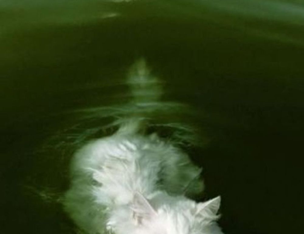 top tech news scookietech