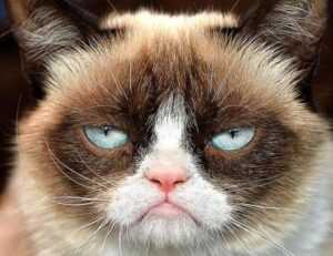 ways to use uhoebeans software