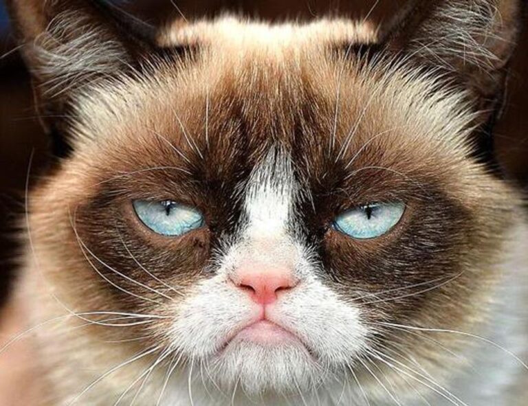 ways to use uhoebeans software