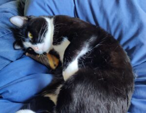 wbsoftwarement software guide by wealthybyte