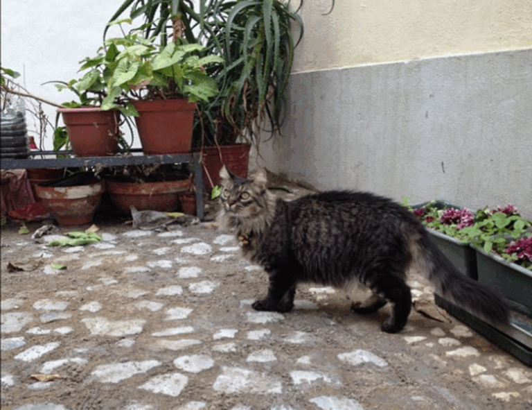 what are 5ah9.6max0 python software requirements