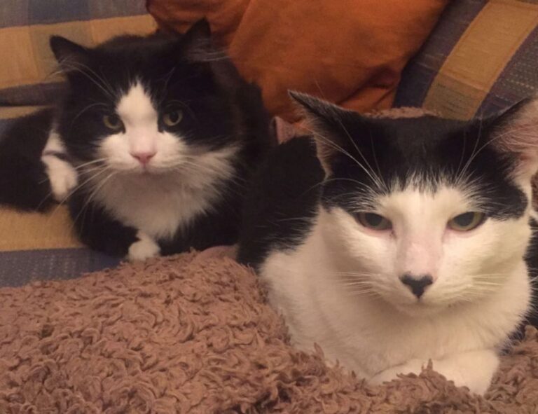 what new tech is coming out scookietech