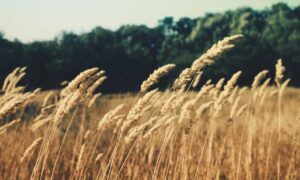 which laptop has eye tracking cameras fntkech