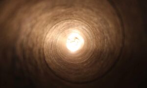 which milkweed for hingagyi