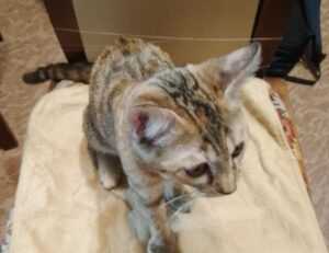 which tech jobs are in demand jotechgeeks