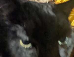 which tech stock to buy roartechmental