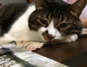 world tech togtechify