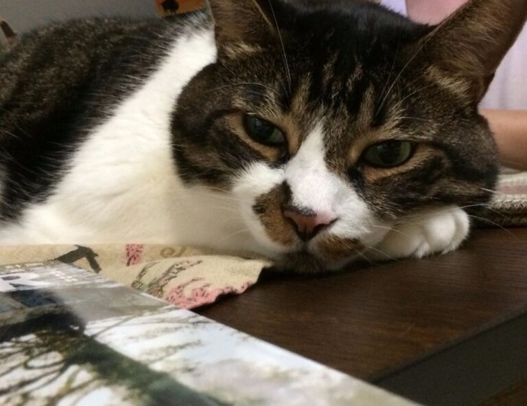 world tech togtechify