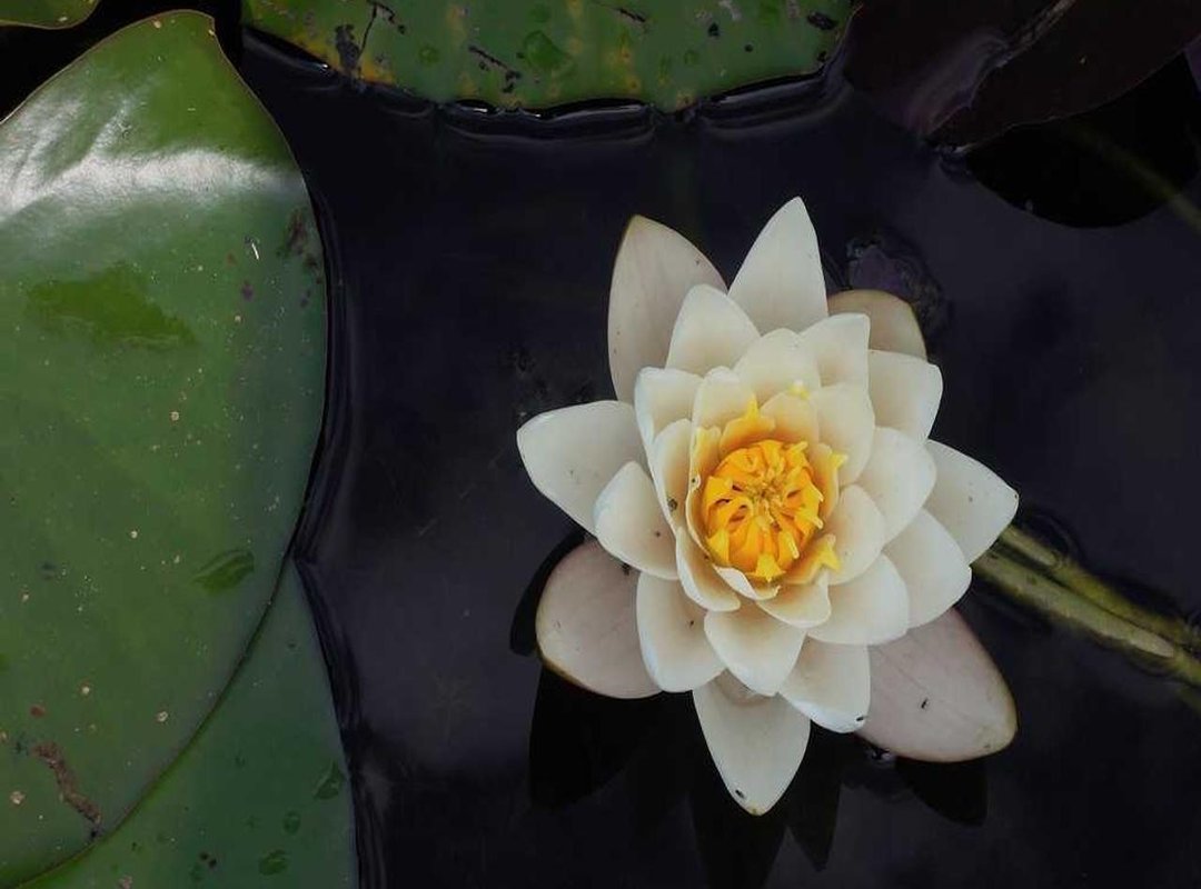 Pros and Cons: T-Shirt Roblox Sosten